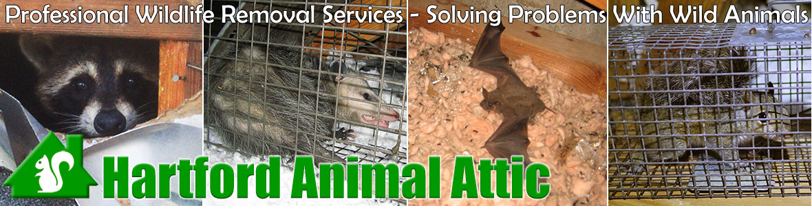 Dead Animal in the Attic - Humane Removal of Dead Animals in the Attic of  your House